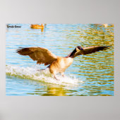 Canada Goose Poster (Voorkant)