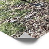 Canada Goose Poster (Hoek)