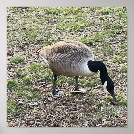 Canada Goose Poster (Voorkant)