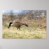 Canada Goose Poster (Voorkant)