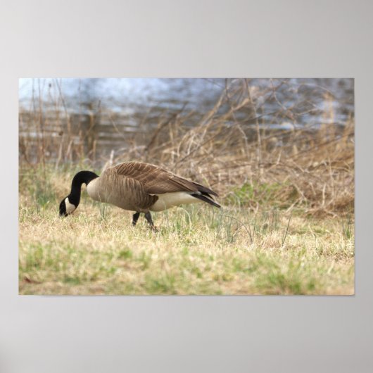 Canada Goose Poster (Voorkant)