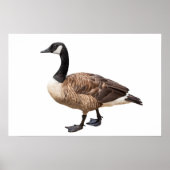 Canada Goose Poster (Voorkant)