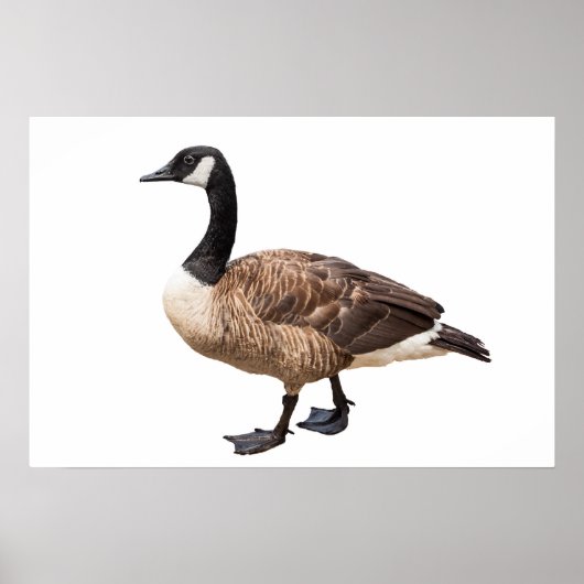 Canada Goose Poster (Voorkant)