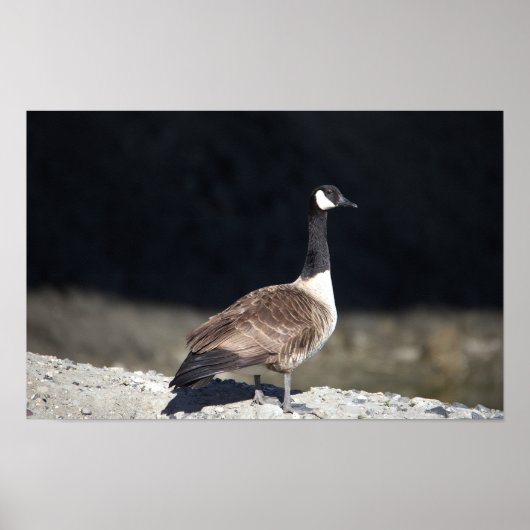 Canada Goose Poster (Voorkant)
