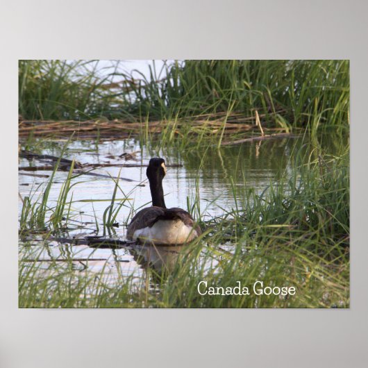 Canada Goose Poster (Voorkant)