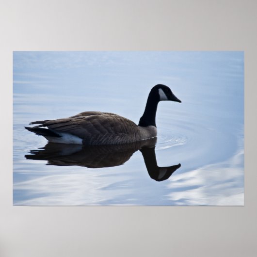 Canada Goose Poster (Voorkant)