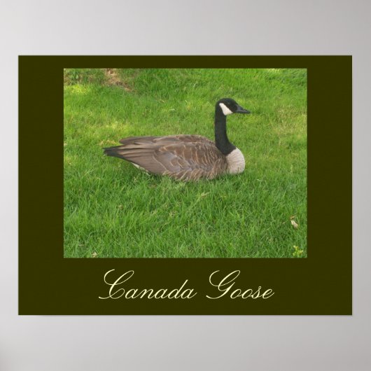Canada Goose Poster (Voorkant)