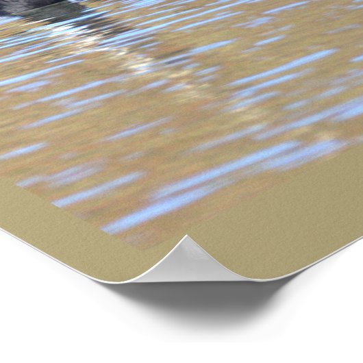 Canada Goose Poster (Hoek)