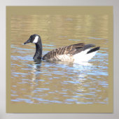 Canada Goose Poster (Voorkant)