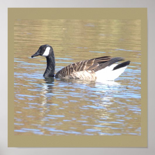 Canada Goose Poster (Voorkant)