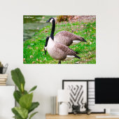 Canada Goose Poster (Thuiskantoor)