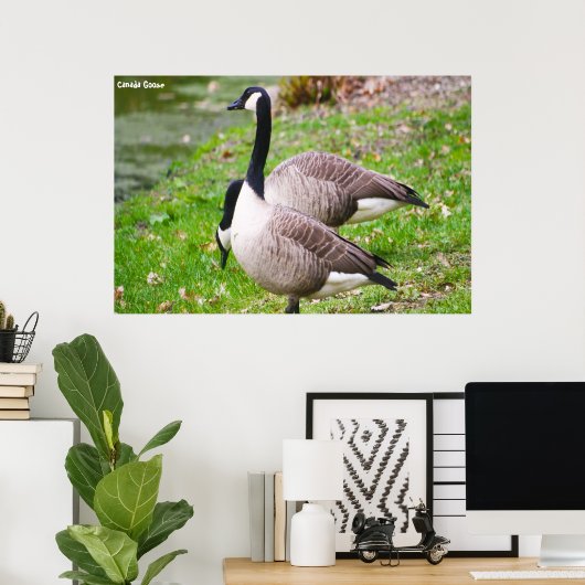 Canada Goose Poster (Thuiskantoor)