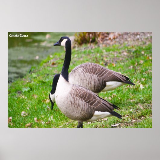 Canada Goose Poster (Voorkant)