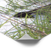 Canada Goose Poster (Hoek)