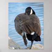 Canada Goose Poster (Voorkant)