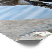 Canada Goose Poster (Hoek)