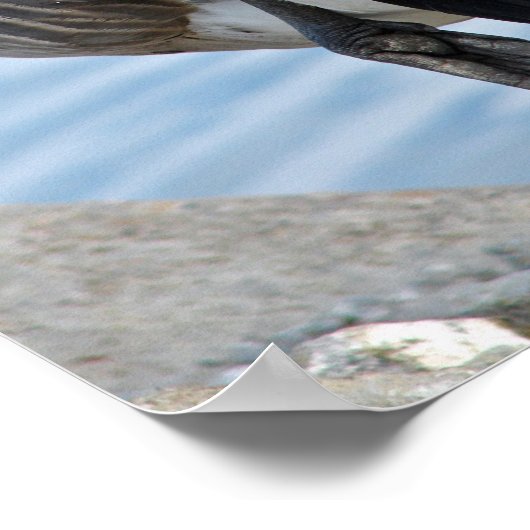 Canada Goose Poster (Hoek)