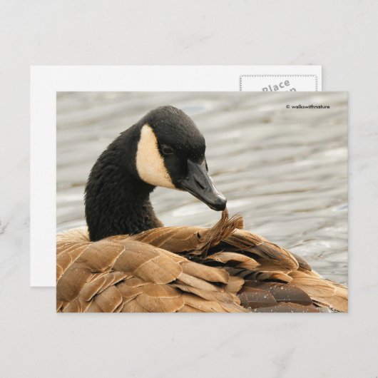 Canada Goose Preening op Lake Briefkaart (Voorkant / Achterkant)