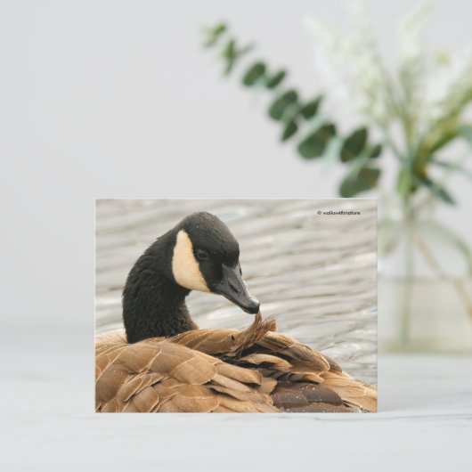 Canada Goose Preening op Lake Briefkaart (Staand voorkant)