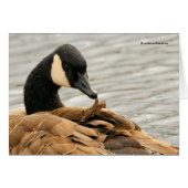 Canada Goose Presening op het meer (Voorkant Horizontaal)