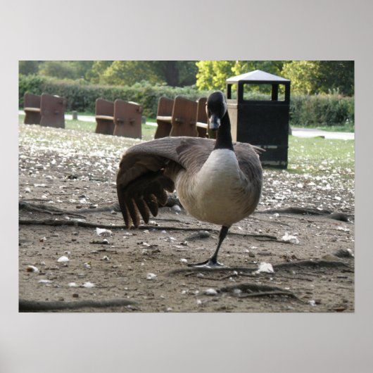 Canada Goose Print (Voorkant)