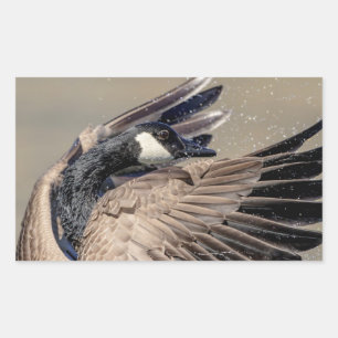 Canada Goose Rechthoekige Sticker