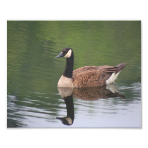 Canada Goose Reflections 10x8 Natuur Print Foto Afdruk