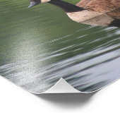 Canada Goose Reflections Natuur Foto Afdruk (Hoek)