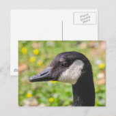 Canada Goose, Roath Park Lake, Cardiff, Wales. Briefkaart (Voorkant / Achterkant)