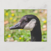 Canada Goose, Roath Park Lake, Cardiff, Wales. Briefkaart (Voorkant)