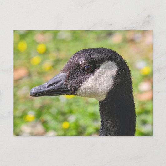 Canada Goose, Roath Park Lake, Cardiff, Wales. Briefkaart (Voorkant)