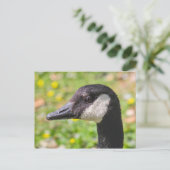 Canada Goose, Roath Park Lake, Cardiff, Wales. Briefkaart (Staand voorkant)