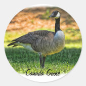 CANADA GOOSE RONDE STICKER (Voorkant)