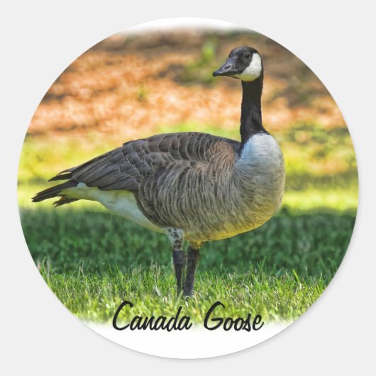 CANADA GOOSE RONDE STICKER (Voorkant)