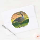 CANADA GOOSE RONDE STICKER (Envelop)