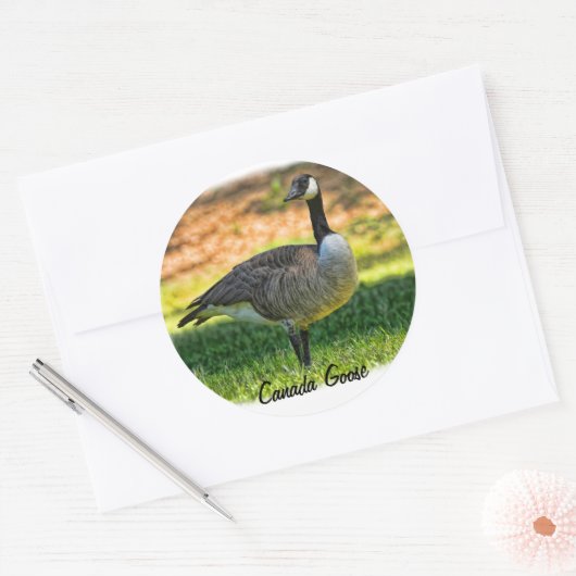 CANADA GOOSE RONDE STICKER (Envelop)