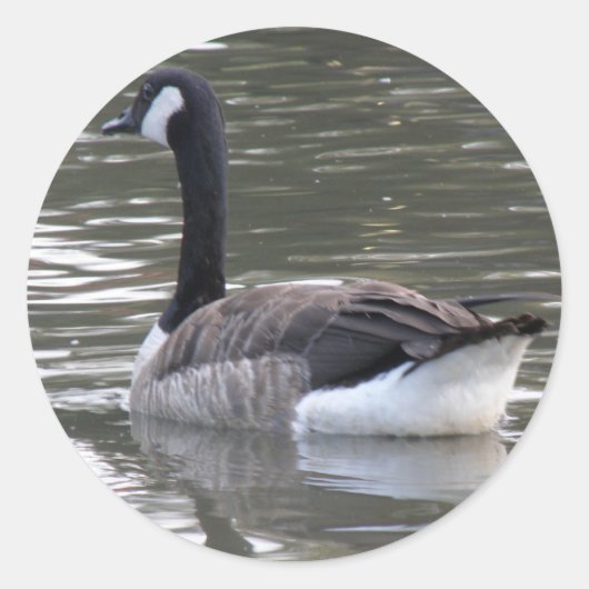 Canada Goose Sticker (Voorkant)