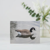 Canada Goose Swimming in vivid water Briefkaart (Staand voorkant)