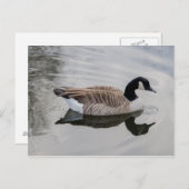 Canada Goose Swimming in vivid water Briefkaart (Voorkant / Achterkant)