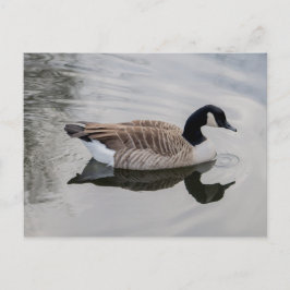 Canada Goose Swimming in vivid water Briefkaart