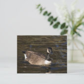 Canada Goose Swimming on Water Briefkaart (Staand voorkant)