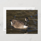 Canada Goose Swimming on Water Briefkaart (Voorkant / Achterkant)