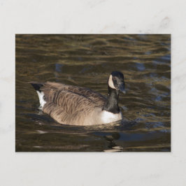 Canada Goose Swimming on Water Briefkaart
