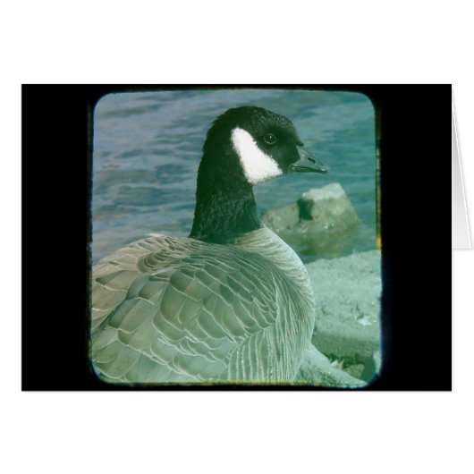 Canada Goose TTV (Voorkant Horizontaal)