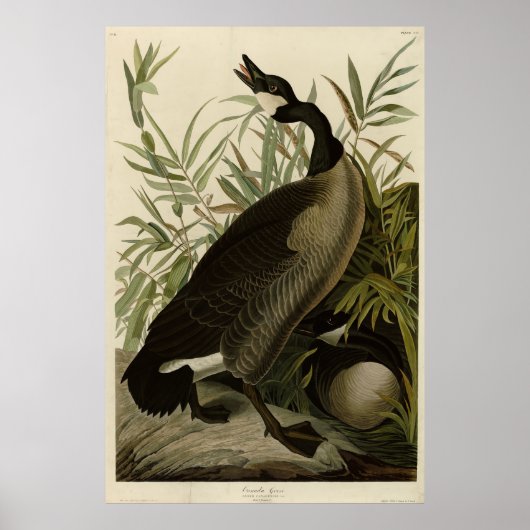 Canada Goose uit Audubon's Birds of America Poster (Voorkant)