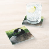 Canada Goose Wildlife Foto Glazen Onderzetter (Schuin)