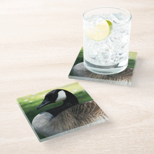 Canada Goose Wildlife Foto Glazen Onderzetter (Schuin)