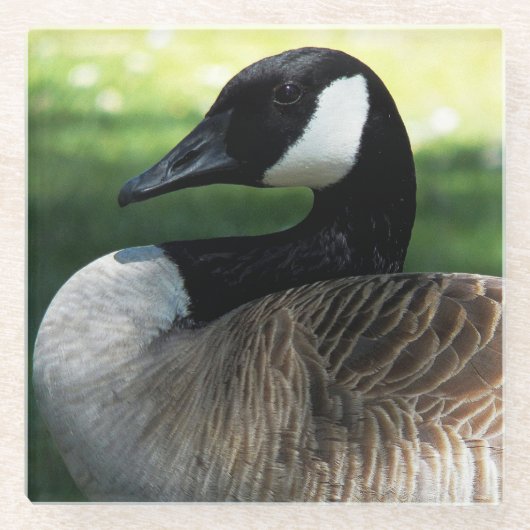 Canada Goose Wildlife Foto Glazen Onderzetter (Voorkant)