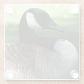 Canada Goose Wildlife Foto Glazen Onderzetter (Achterkant)