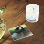 Canada Goose Wildlife Foto Glazen Onderzetter